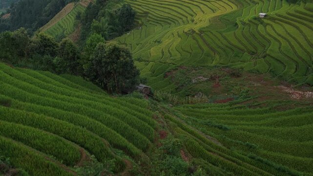Drone flying backward revealing mu cang chai horseshoe rice terraces