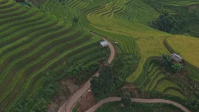 Aerial view of mu cang chai horseshoe rice terraces at sunrise