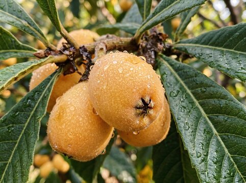 Fresh ripe loquat fruits hanging on a tree branch with green leaves