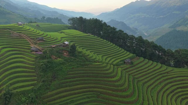 Aerial drone flying over green rice terraces in mu cang chai, vietnam