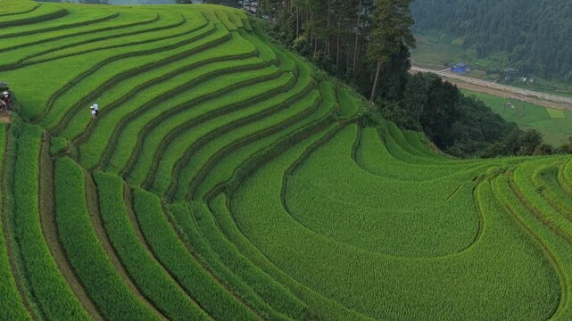 Scenic aerial view of terraced green rice fields in mu cang chai