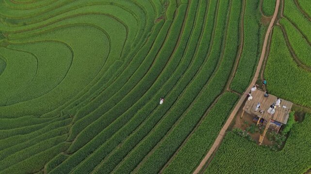 Descending aerial view of mu cang chai rice terraces in vietnam
