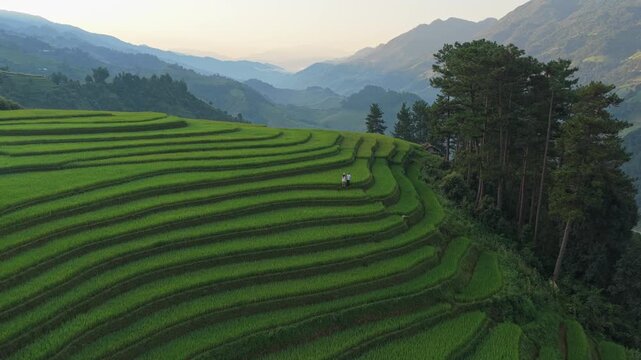 Scenic aerial view of rice terraces in mu cang chai vietnam