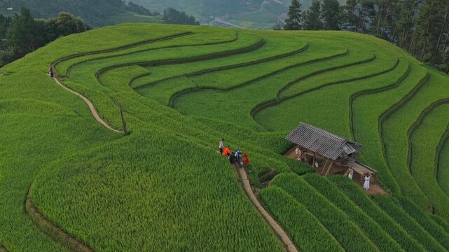 Tourists walking through green rice terraces in mu cang chai, vietnam