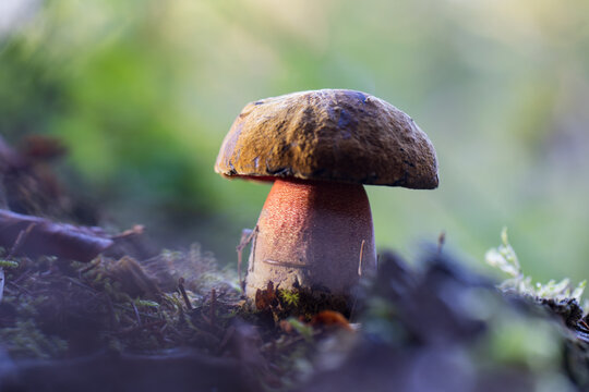 mushrooms looking in the Austrian Alps