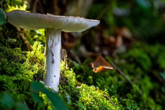 mushrooms looking in the Austrian Alps