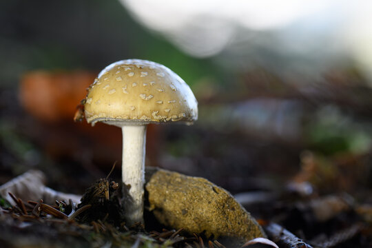 mushrooms looking in the Austrian Alps