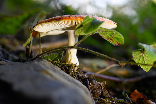 mushrooms looking in the Austrian Alps