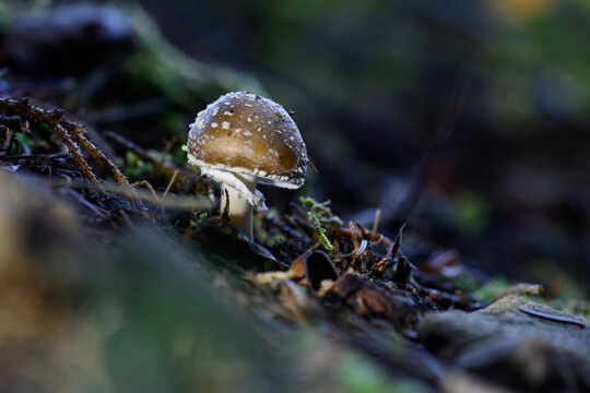 mushrooms looking in the Austrian Alps