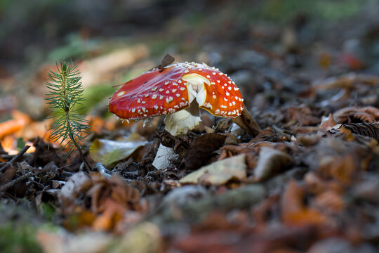 mushrooms looking in the Austrian Alps