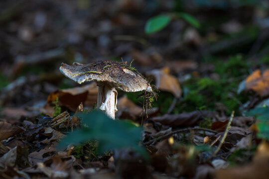 mushrooms looking in the Austrian Alps