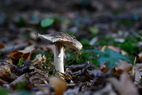mushrooms looking in the Austrian Alps