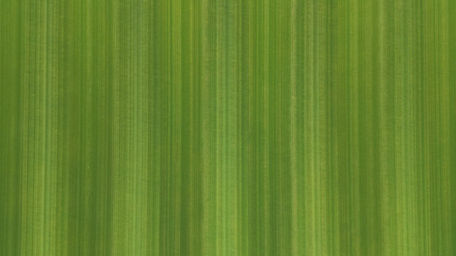 Aerial view of green field patterns with vertical lines in the United Kingdom.