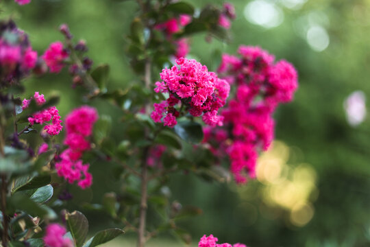 Close Up of Vibrant Pink Crepe Myrtle Flowers Blooming on a Tree Branch in Summer