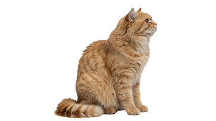 Fluffy domestic ginger cat sitting in profile isolated on white background © Amelia
