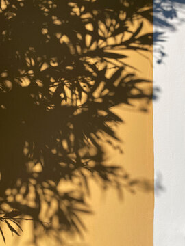 Abstract aesthetic background with natural olive tree leaf shadows cast on a warm golden wall, creating a serene, sunny, and minimalist organic overlay effect.