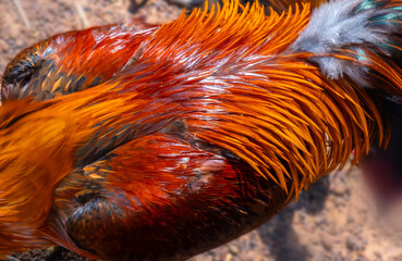 Brightly colored back feathers of a gamecock. © chanchai