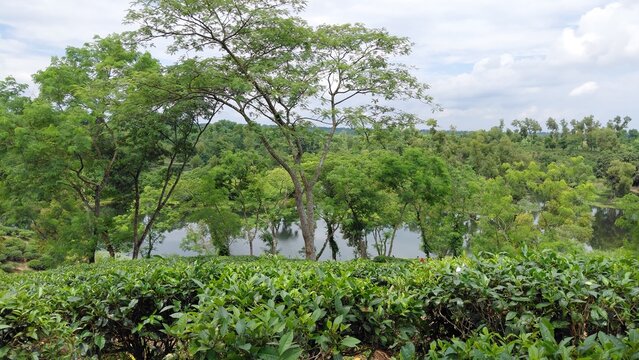 trees in the forest