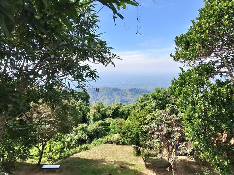 Green trees view with sky and mountain scenery.