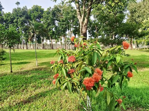 garden with red flowers