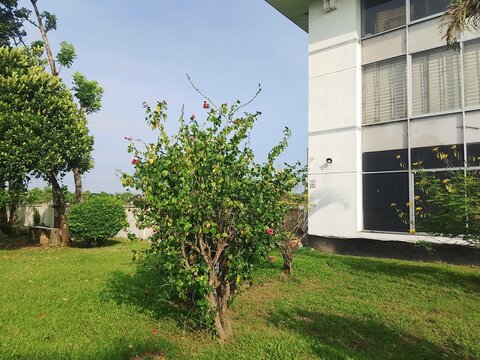 flower tree with garden and building.