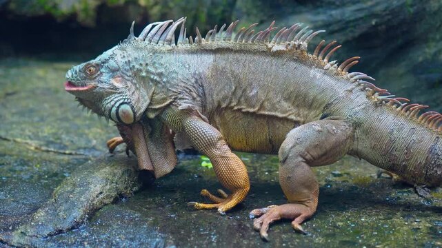 A large iguana forages for food and explores its enclosure in a zoological garden. This fascinating reptile displays its distinctive spiny crest, textured scales, powerful limbs 