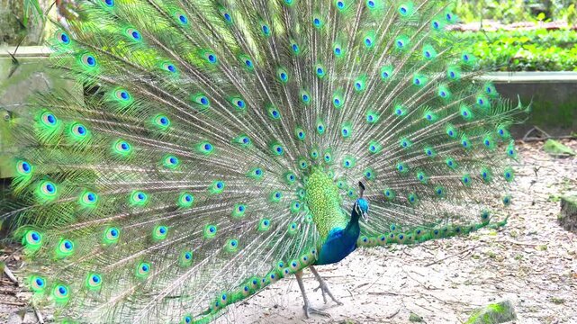 A male peacock displays its magnificent, fully fanned tail feathers to attract a mate in a zoological garden