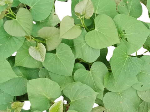 Sweet potato leaves (Ipomoea batatas L.) feature green foliage with diverse shapes, including heart-shaped and deeply lobed forms. 