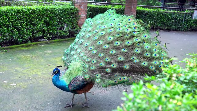 A male peacock displays its magnificent, fully fanned tail feathers to attract a mate in a zoological garden