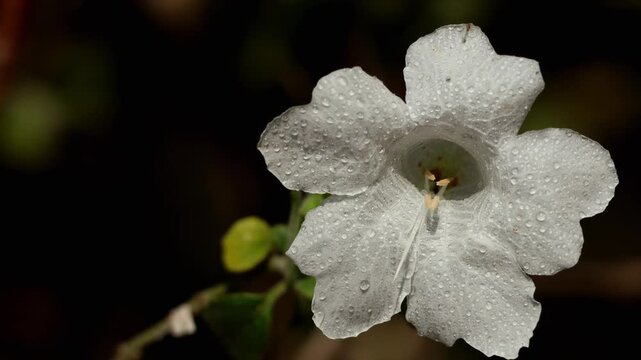 Closeup nature footage of Strobilanthes glutinosa, commonly known as sticky coneflower, showing the white form blooming during summer in its natural habitat in Himachal Pradesh, India.