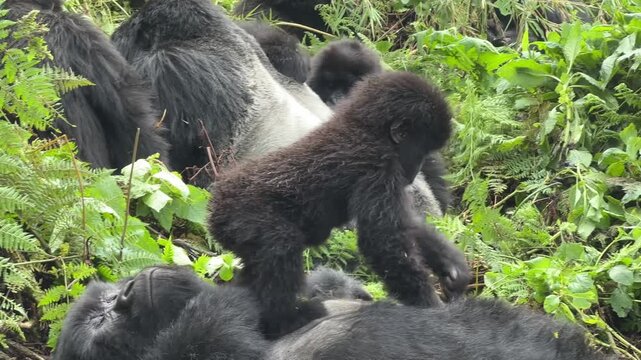 Baby Silverback Gorilla in Rwanda Plays on top of Mother