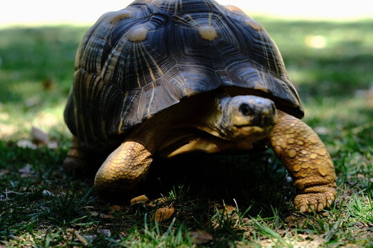 Radiated Tortoise on Grass