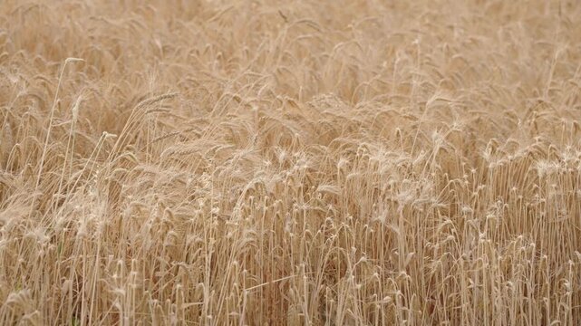 Static slow motion shot of ripe golden brown wheat swaying in the wind in southern Saskatchewan, shown in a slightly wider view under overcast fall skies as the dense crop nears harvest
