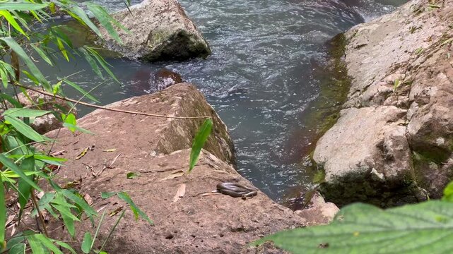 Snake coiled on a rock warming in the sun beside a flowing river in untouched wilderness