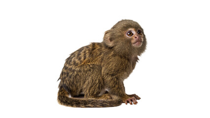 Small wild brown monkey chimpanzee sitting profile isolated on white background © Sebastian