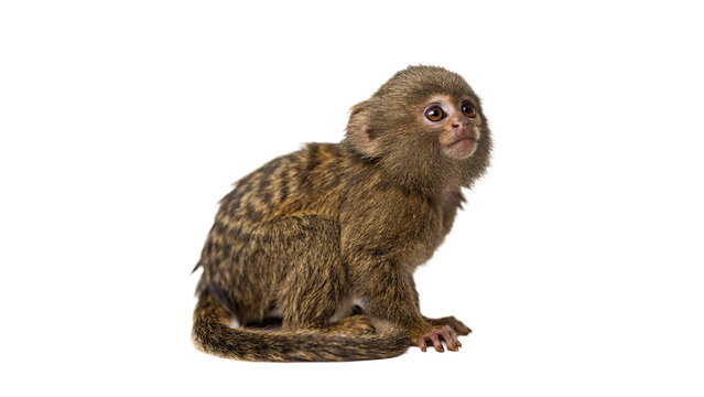 Small wild brown monkey chimpanzee sitting profile isolated on white background