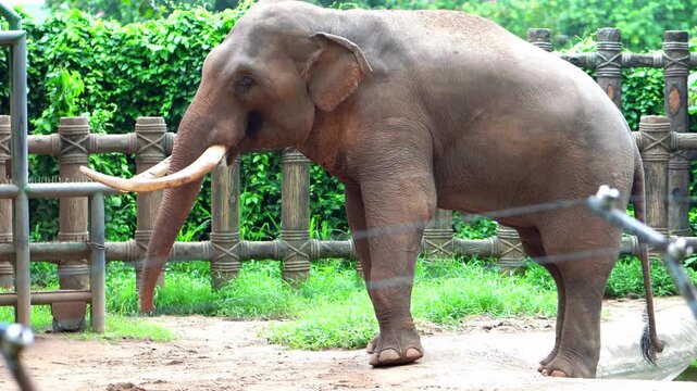 Asian elephant stands in a zoo enclosure, gently swaying its body and moving its trunk up and down while relaxing. Its long ivory tusks, wrinkled skin, and natural movements are clearly visible agains