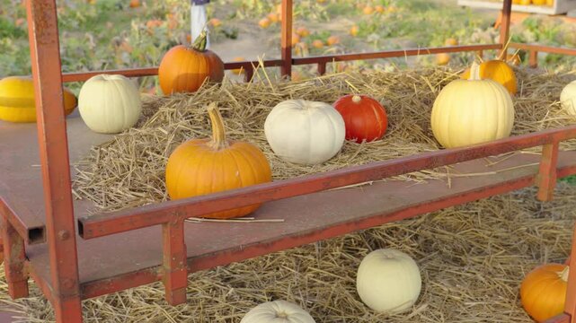 Various types of pumpkins in orange, white, and red resting on hay inside a rustic red cart. A pumpkin patch is visible in the background