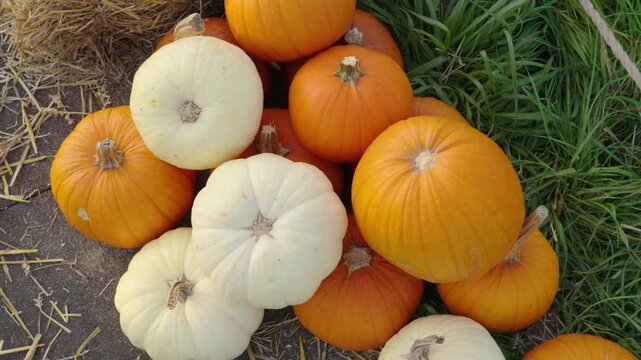 Multiple orange and white pumpkins piled together on a patch of grass and hay. Autumn harvest celebrating Halloween and Thanksgiving