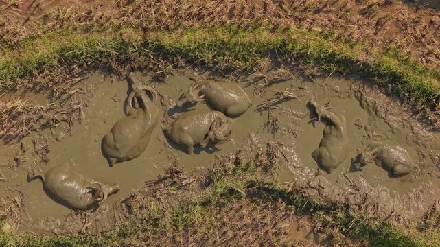Water buffalo herd wallowing in muddy rice paddies in vietnam
