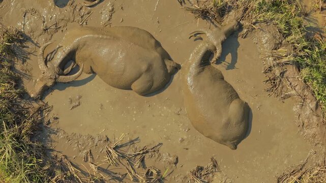Water buffaloes rolling and relaxing in muddy water in vietnam