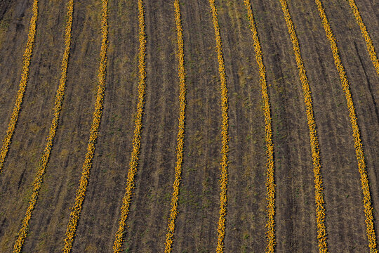 Aerial view of rows of harvested pumpkins arranged in neat lines across a dark soil field in Lower Austria, Austria.