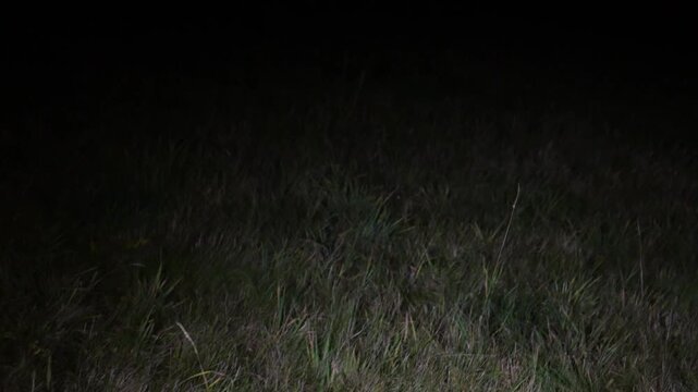 Nighttime exploration of a meadow and forest seen from a walkers perspective with a flashlight and deep darkness ahead