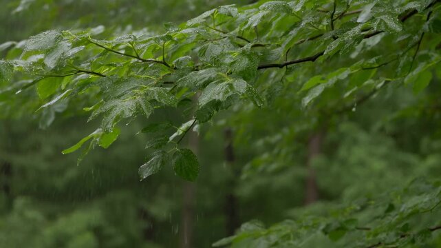 Rain falls across wet green leaves and branches in a lush forest. Nature documentaries, environmental education, and forest conservation campaigns.