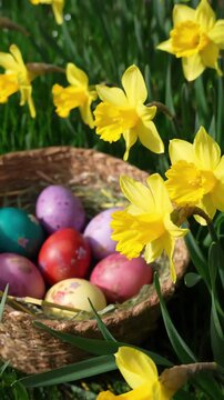 Low angle view of a small straw basket with naturally dyed Easter eggs nestled among bright yellow daffodils and lush green grass