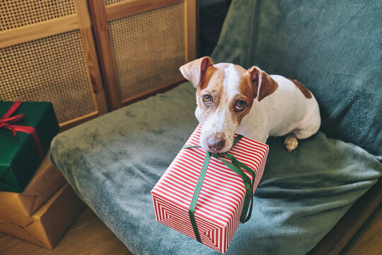 A Jack Russell terrier sits on an armchair with a Christmas gift