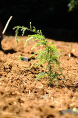 Fototapeta premium Young Conifer Seedling in Mulch