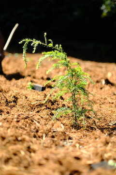 Young Conifer Seedling in Mulch