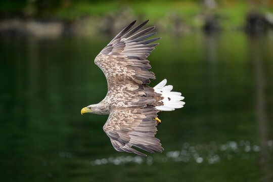 A white tailed eagle flies over the water of Loch Shiel in Scotland