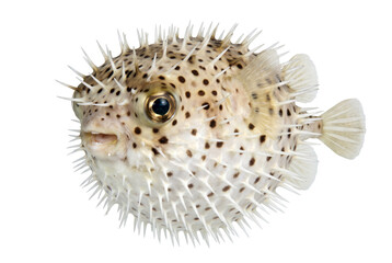 Inflated Spotted Porcupinefish with Sharp Extended Spines © Arifa